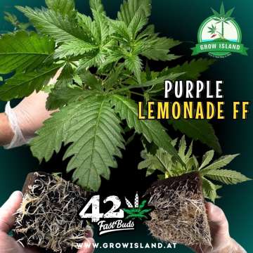 3 hands showing Purple Lemonade FF seedling and roots with dark green background, green grow island logo in the upper right corner, Fast buds logo in the lower middle, seedling name text in the right middle and growisland.at downside