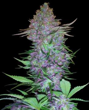 Purple Skunk hemp flower with purple shade bud