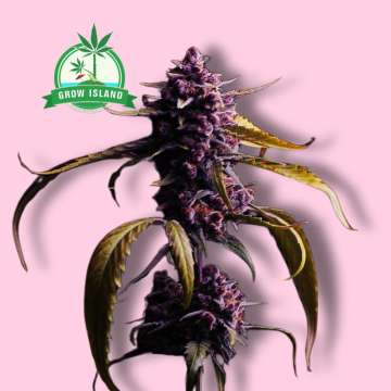 Red Gorilla Girl XL hemp plant with hell rose background and green grow Island logo in the left upper corner