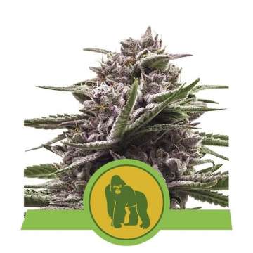 Royal Gorilla cannabis flower bud in purple shade