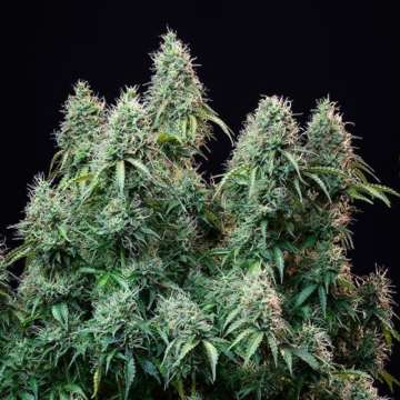 Amnesia Haze cannabis flower bud with black background