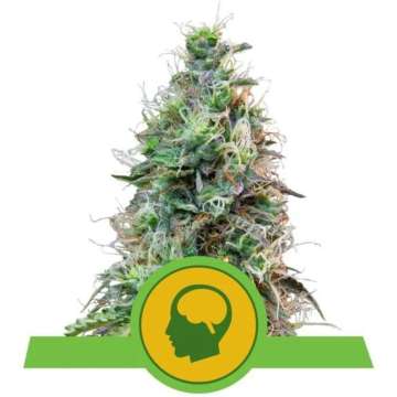 Amnesia Haze cannabis flower bud