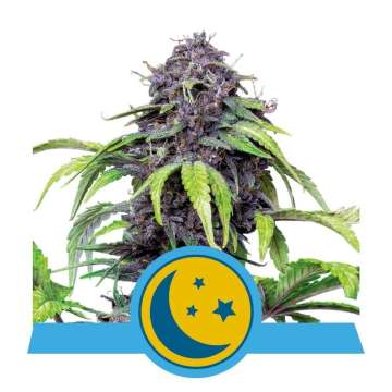 Auto Purplematic CBD cannabis flower bud with purple shade