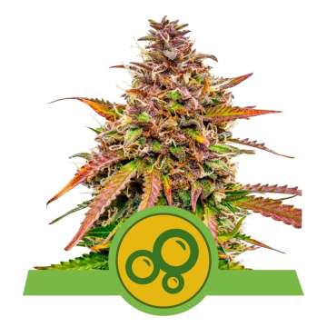Bubble Kush auto cannabis flower bud with pink shade from Royal Queen Seeds