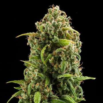 Diesel cannabis flower bud with black background