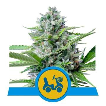 Fast Eddy CBD Auto hemp flower bud