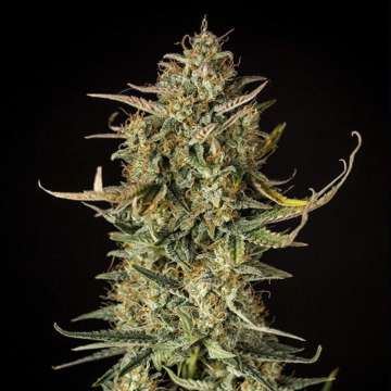Fat Banana auto cannabis flower bud with black background