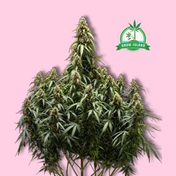 Tyson Corkscrew cannbis flower bud with a green Grow Island logo in the right upper corner and hell rose background