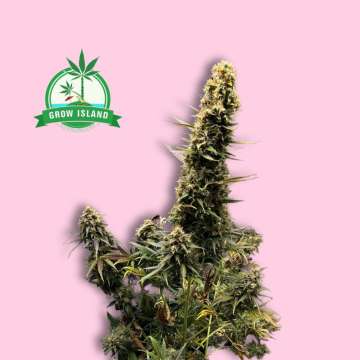 Mimosa Auto hemp flower from Royal Queen Seeds with hell rose background and green grow island logo in the left upper corner