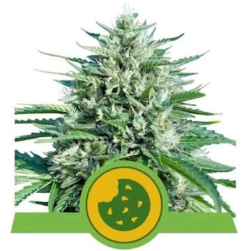 Royal Cookies cannabis flower bud