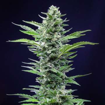 Royal Critical cannabis flower bud with darkblue background