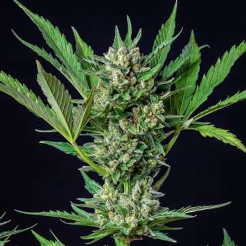 Royal Dwarf cannabis flower bud with black background