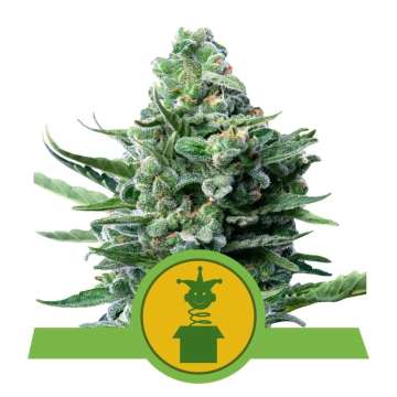 Royal Jack cannabis flower bud from Royal Queen Seeds