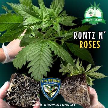 2hands showing 2Runtz N roses seedling roots and 1hand holding a seedling with dark green background, green grow island logo in the upper right corner, T.H. seeds logo in the lower middle, seedling name text in the right middle and growisland.at in the