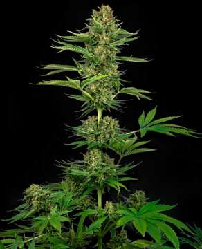 Satin Black Domina CBD hemp flower, separate buds with leafs