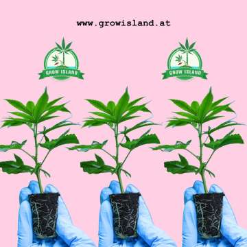 three times: blue glowes holding a 1 week old hemp plant with hell rose background and green grow island logo in the left and right upper corner and websitename in balck in the upper middle part: www.growisland.at