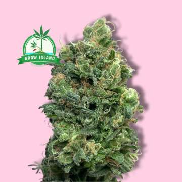 Sensi 11 Research hemp flower from Sensi Seeds with hell rose background and green Grow island logo in the left upper corner