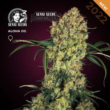 Aloha OG hemp flower, thick bud