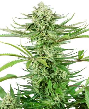 Cashew Kush hemp flower, thicker taller bud