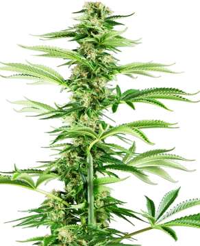 Honey Melon Kush hemp flower, thinner taller bud