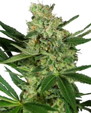 Pumpkin Spice hemp flower thick bud