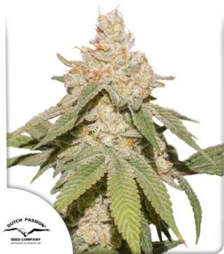 SFV OG cannabis flower bud and dutch passion logo in the left lower corner