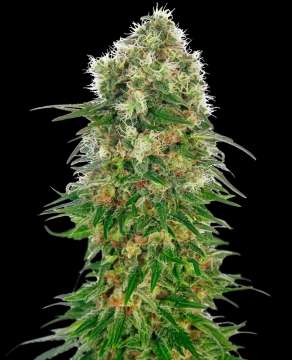 Shiva Skunk hemp flower
