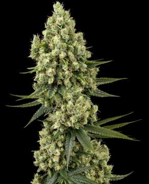 Silver Fire hemp flower