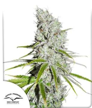 Skunk Haze hemp flower bud and dutch passion logo in the left lower corner