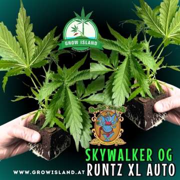 two hands holding two Skywalker OG Runtz XL AUTO seedling with dark green background, green grow island logo in the upper middle, sweet seeds elephant logo in the right lower middle, seedling name text in the right lower corner
