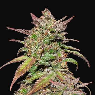 Smoothie Auto cannabis flower bud with black background