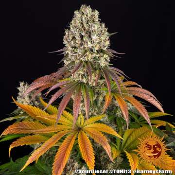 Sour Diesel cannabis flower bud with black background and orange barneys farm sun logo in the right lower corner