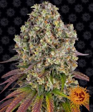 Sour Diesel cannabis flower bud with black background and orange barneys farm sun logo in the right lower corner
