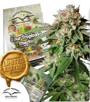 Sour Tropicana Sherbet cannabis flower bud near left is a limitid edition gold logo and a seedbag.  Dutch passion logo in the left lower corner