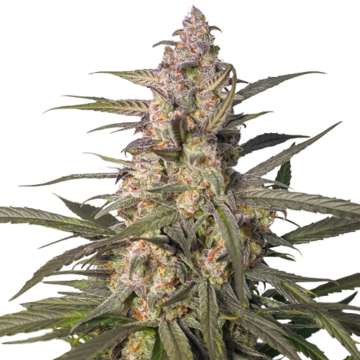 Northern Dragon Fuel hemp flower bud
