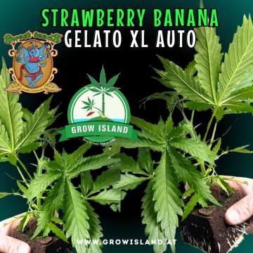 two hands holding two Strawberry Banana Gelato XL AUTO seedling with dark green background, green grow island logo in the middle, sweet seeds elephant logo in the left upper corner, seedling name text in the upper middle