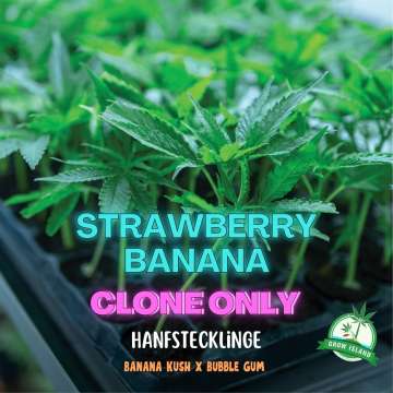 Strawberry Banana kannabisz klónok tálcán– Grow Island,  Reserva Privada  (bubble gum x banana kush)