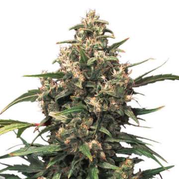 Strawberry Cough cannbis flower bud