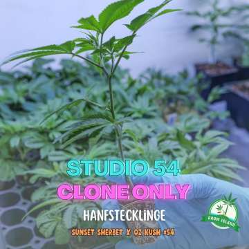 Studio 54 cannabis clones on a tray — Grow Island,  deep east farms  (sunset sherbet x oz kush #54)