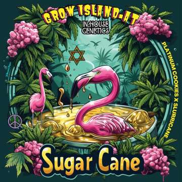  Studio 54 Logo — Straße in der Mitte mit einem Auto, links ein kleinerer Berg mit einer Burg; an beiden Straßenseiten Cannabispflanzen