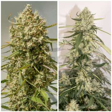 Elephant hemp flower buds