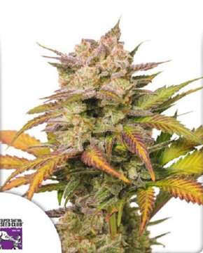 Sweet Bourbon Kush hemp flower bud