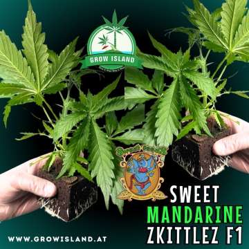 two hands holding two Sweet Mandarine Zkittlez F1 seedling with dark green background, green grow island logo in the upper middle, sweet seeds elephant logo in the right lower middle, seedling name text in the right lower corner