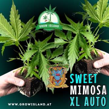 two hands holding two Sweet Mimosa XL Auto seedling with dark green background, green grow island logo in the upper middle, sweet seeds elephant logo in the right lower middle, seedling name text in the right lower corner