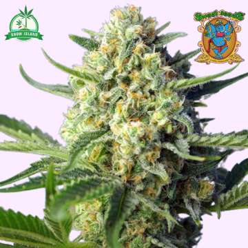 S.A.D. hemp flower bud