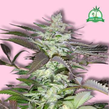 Black Jack hemp flower long bud with pink background and green Grow Island logo in the right corner