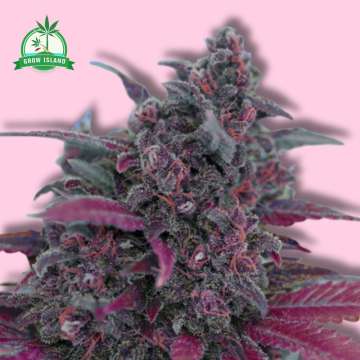 Dark Devil auto hemp flower long bud with pink background and green Grow Island logo in the left corner