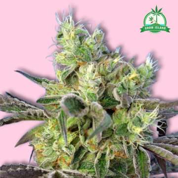 Do-Sweet-Dos hemp flower bud with pink background and green Grow Island logo in the right corner