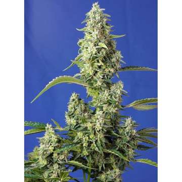 Gorilla Girl XL Auto hemp flower thinner, taller bud