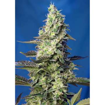 Green Poison XL hemp flower thicker taller bud